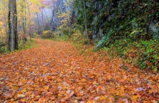 A hiking trail near Pigeon Forge covered in leaves.