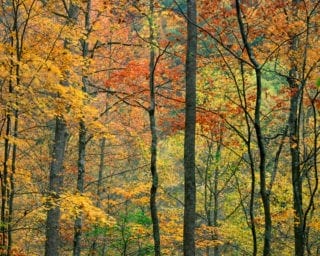 Fall leaves in the trees near Pigeon Forge.